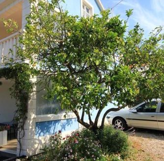 Viganj Apartment | Apartments by the sea Viganj, Peljesac - 10189