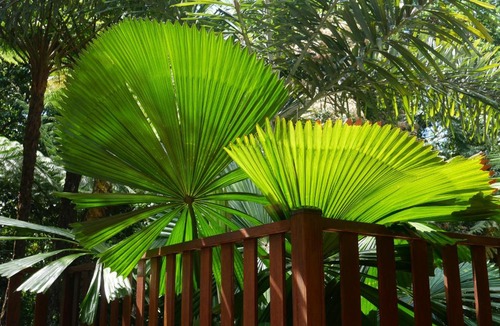 Cow Bay House | Fairy Falls - romantic Daintree Rainforest retreat with enchanting waterfall