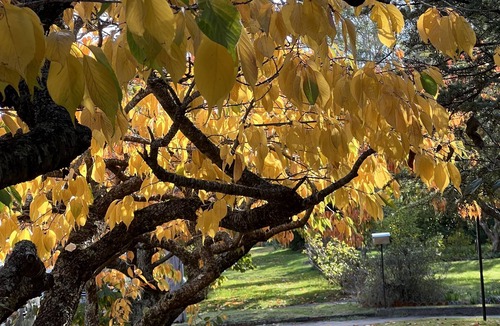 Katoomba Cottage | Great location! 5mins to “3 Sisters” & “Grand Cliff Top Walk”