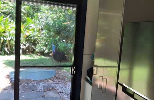 Thornton Beach House | New, air conditioned, beach, rainforest,cassowary, goanna ,beach cafe, king bed