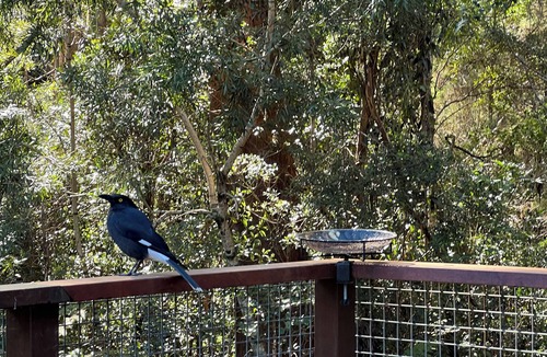 Springbrook House | Rainforest retreat near Canyon Lookout & trails, mins to Springbrook wonders