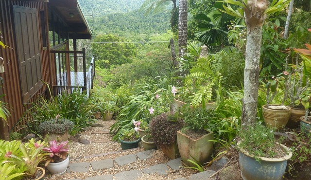 Daintree Holiday Homes - The Folly - Nature Retreat Daintree