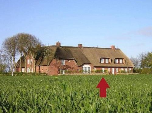 Silbermöwe in Borgsum
