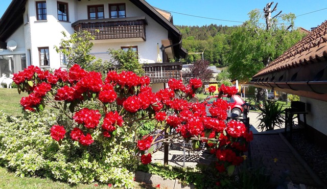 Vacation apartment/apartment for 2 guests with 90m² in Dachsberg (southern Black Forest) (95171) in Dachsberg (Südschwarzwald)