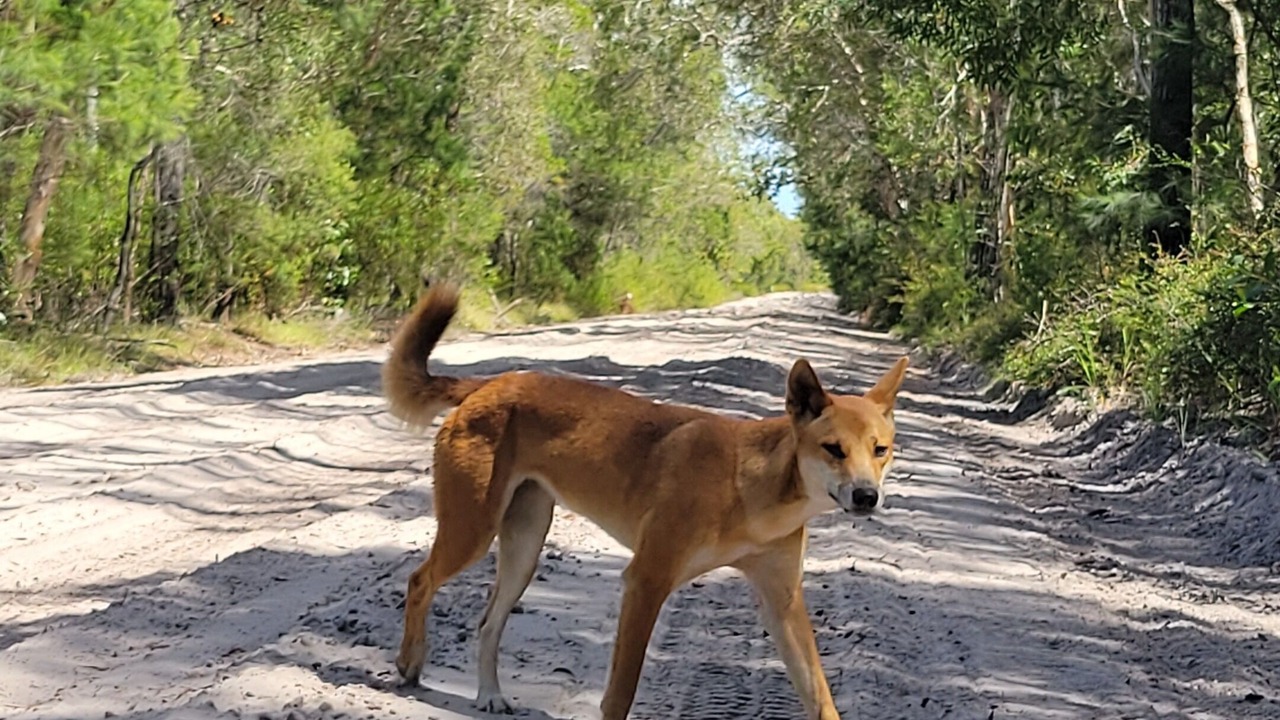 Photo of Outdoor in Fraser Coast