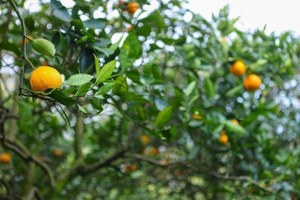 Photo of Outdoor in Mangrove Mountain