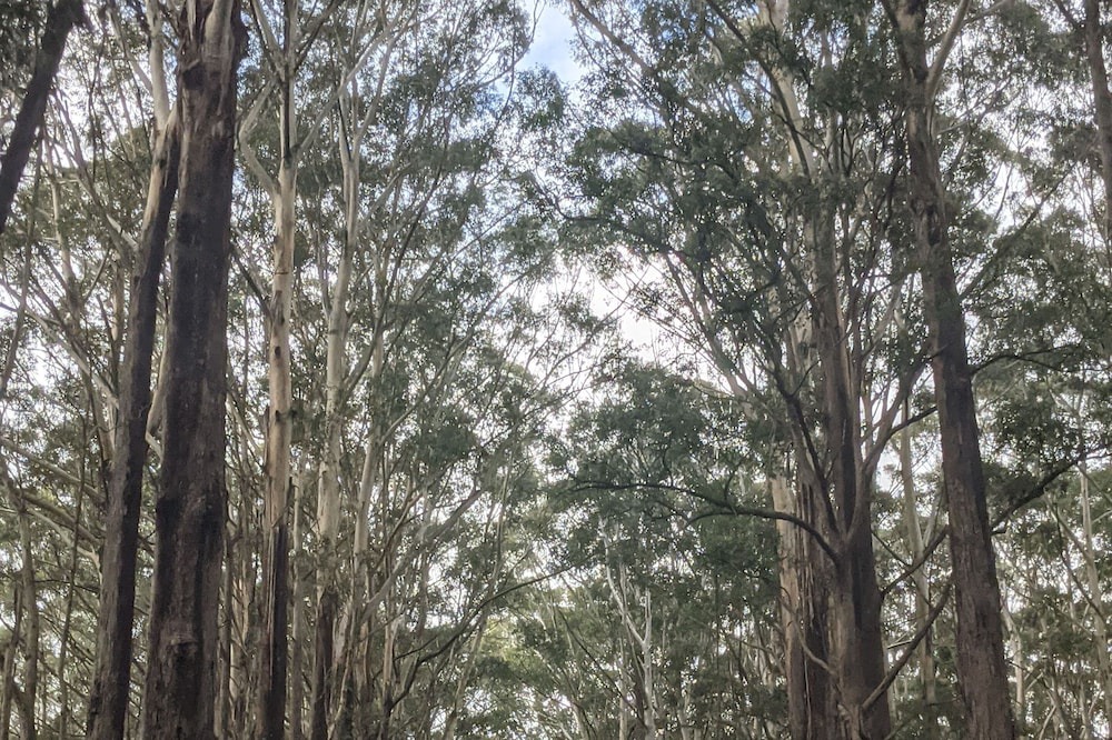 Photo of Outdoor in Springbrook