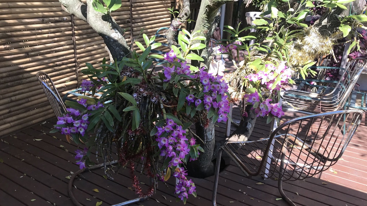 Photo of Patio Balcony in Caloundra