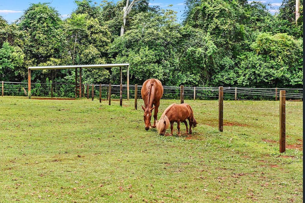 Photo of Others in North Tamborine