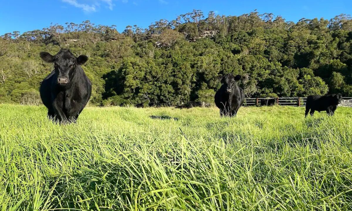 Photo of Others in Bellawongarah