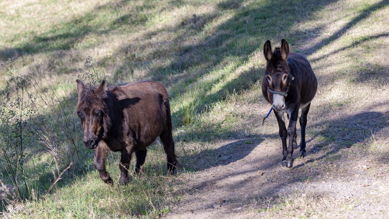Photo of Others in Webbs Creek