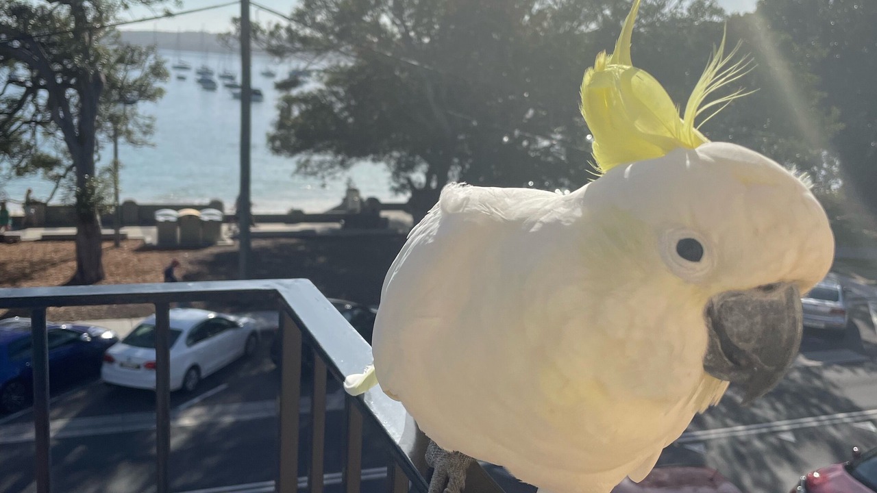 Photo of Others in Mosman