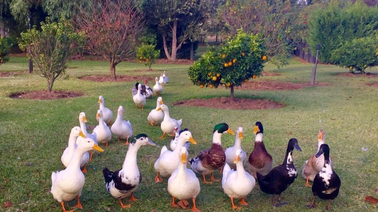 Photo of Others in Cornwallis