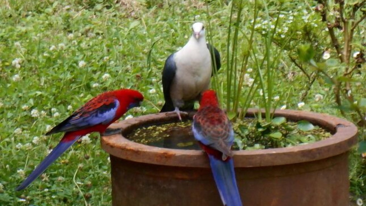 Photo of Others in Mount Glorious