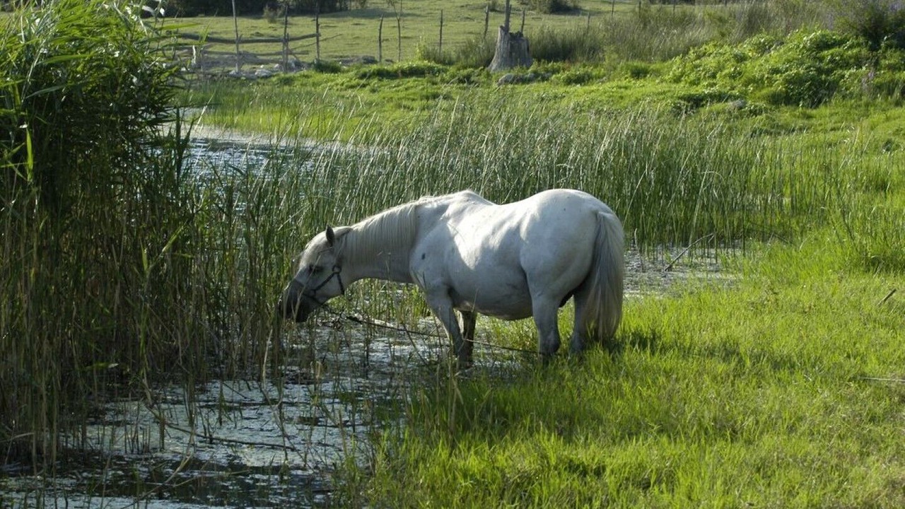 Photo of Outdoor in Peracko Blato