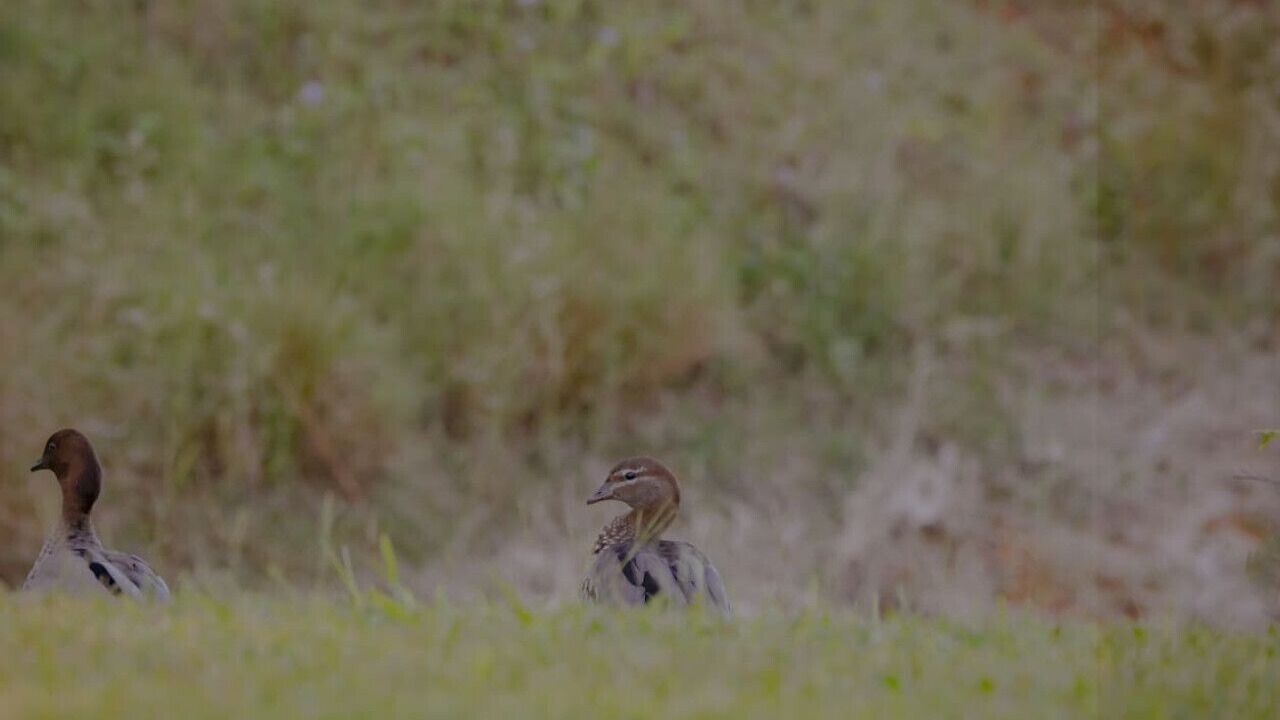 Photo of Others in Maleny