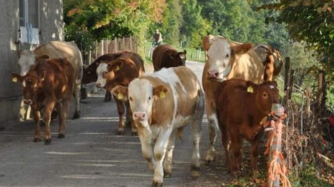 Photo of Others in Wintersingen