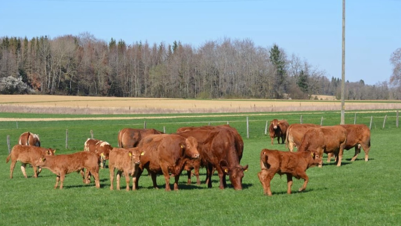 Photo of Others in Haute-Ajoie