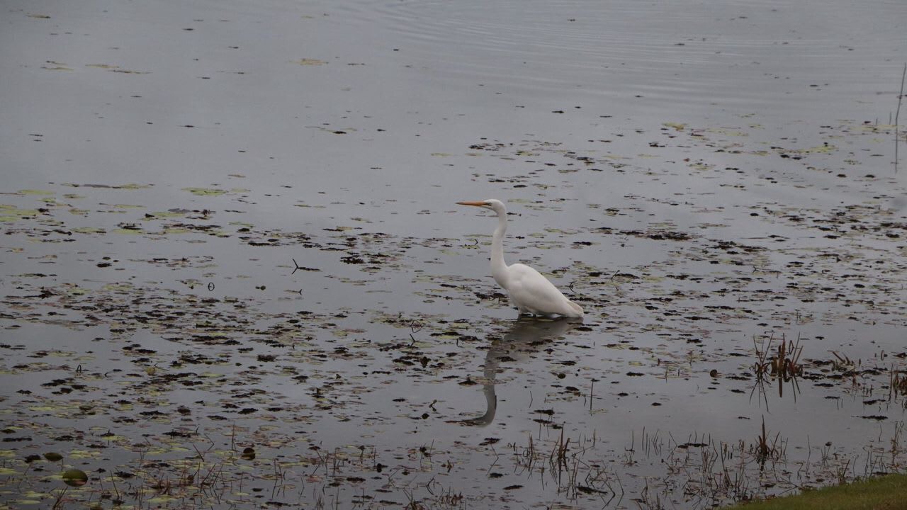 Photo of Others in Pelican Waters