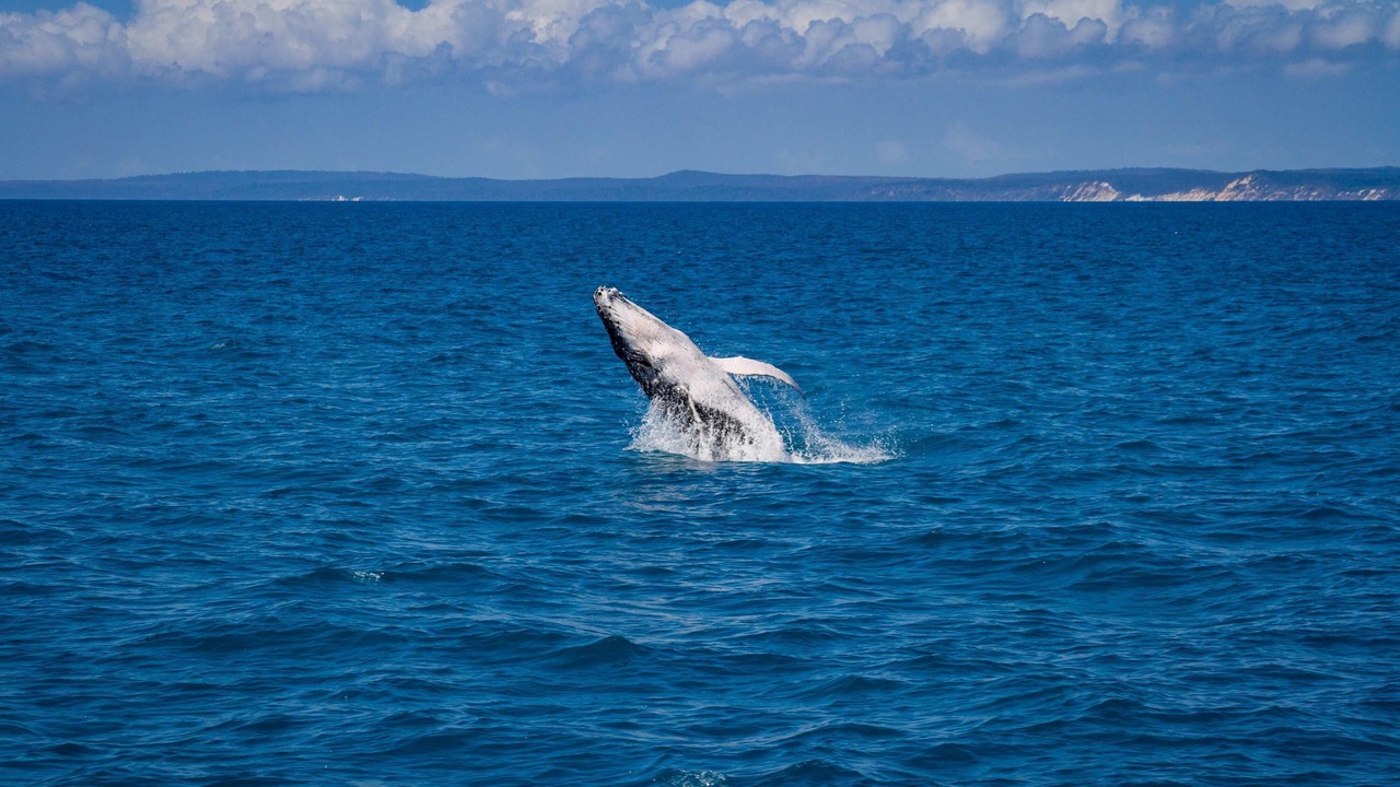 Photo of Others in Kingfisher Bay