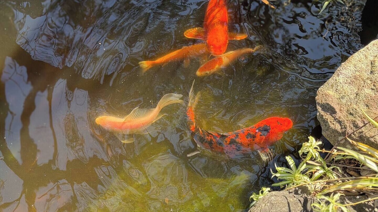 Photo of Others in Chatswood West