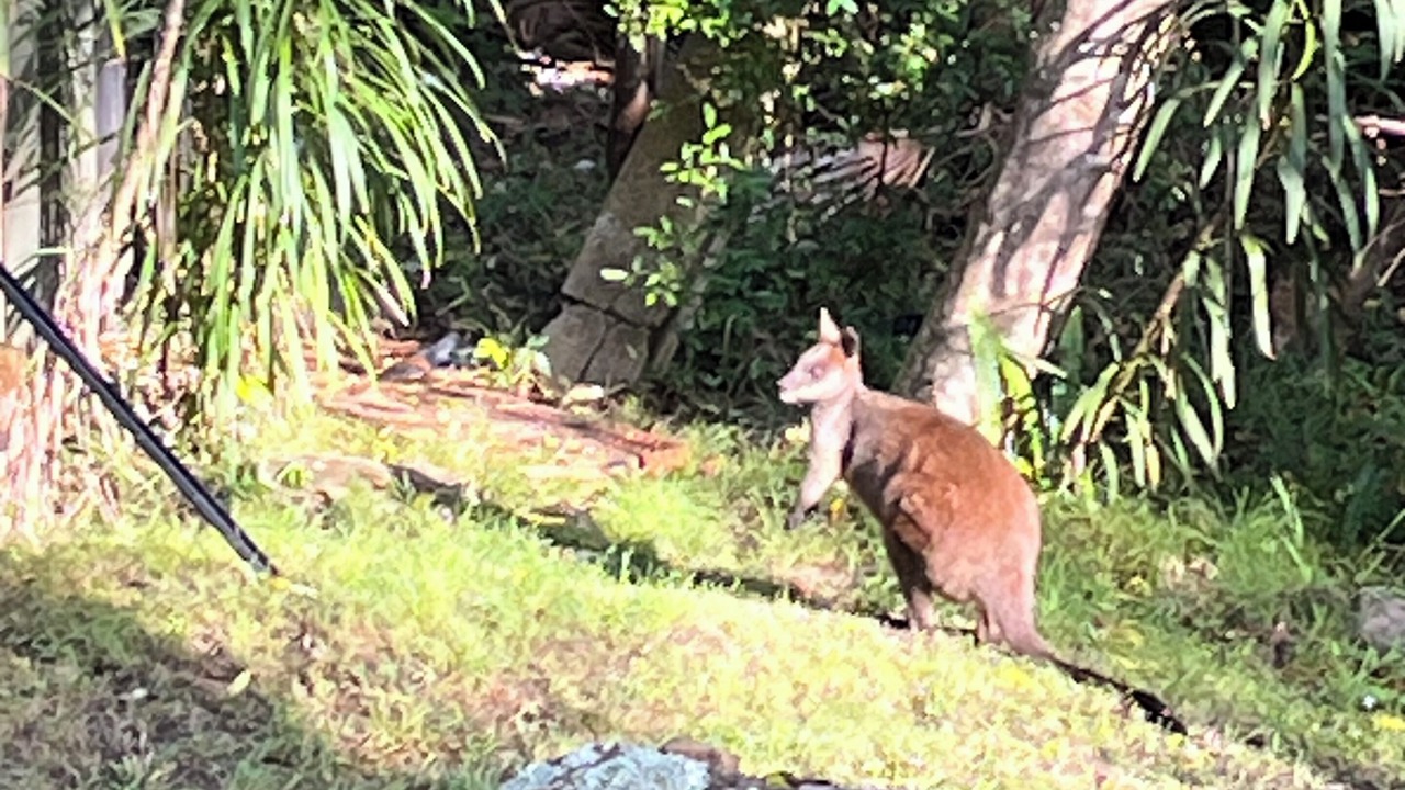 Photo of Others in Patonga