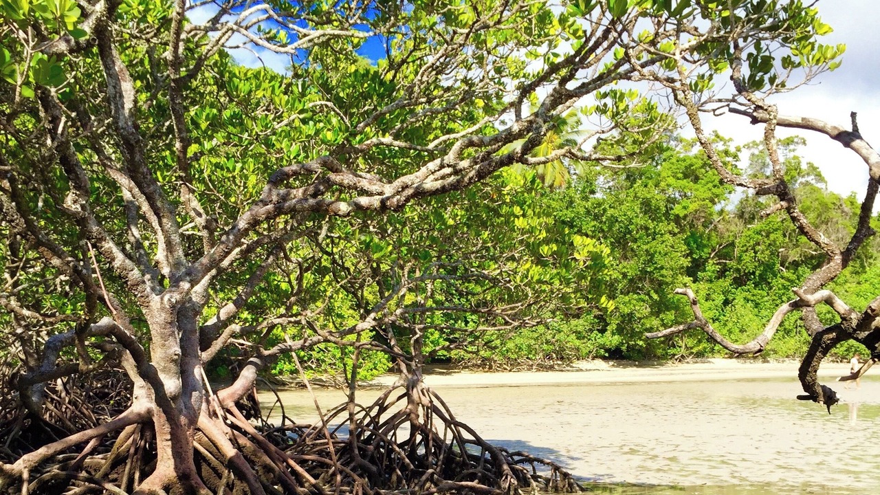 Photo of Outdoor in Cape Tribulation