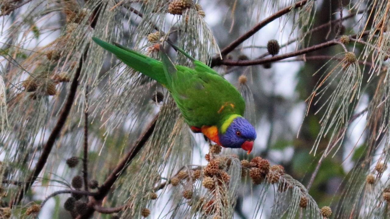 Photo of Others in Cardwell