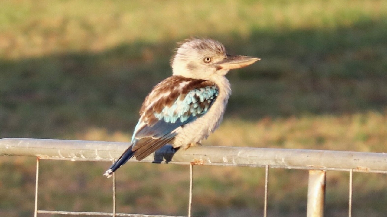 Photo of Others in Cardwell