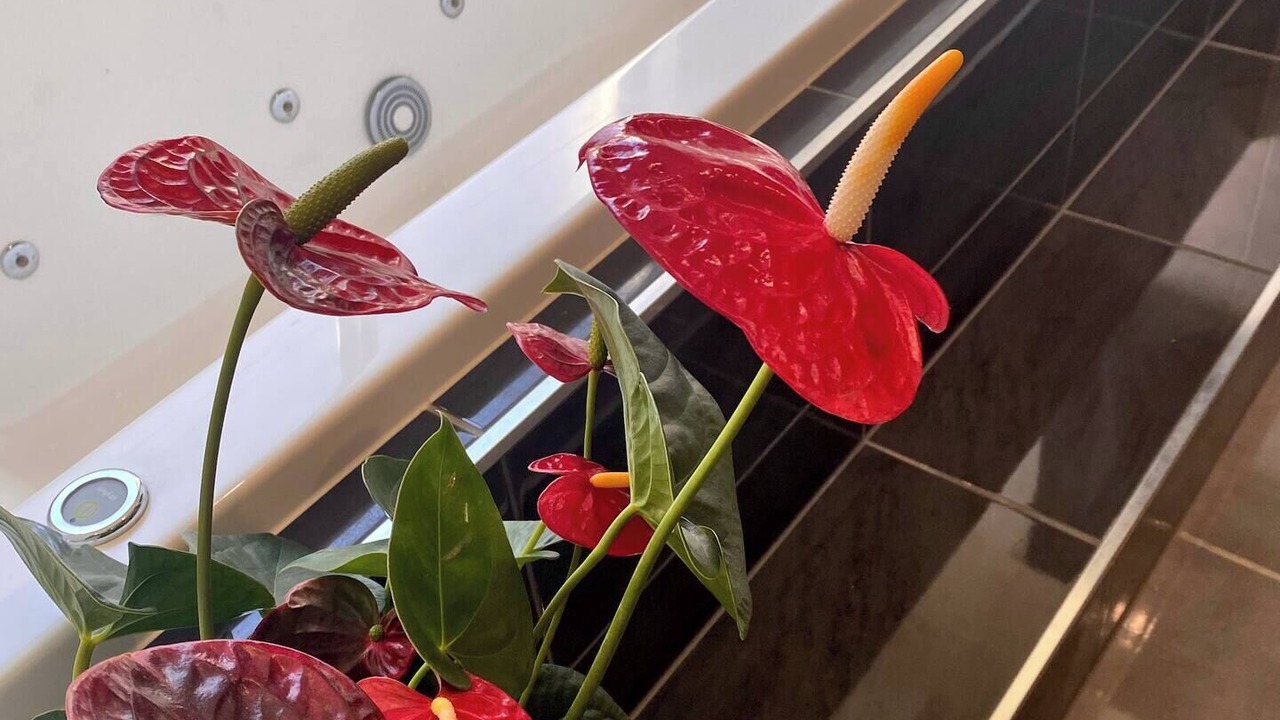 Photo of Bathroom in Banksia Beach