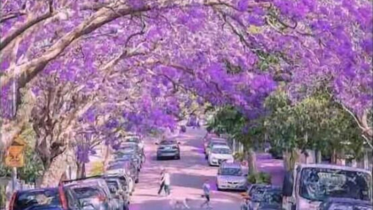 Photo of Others in Kirribilli