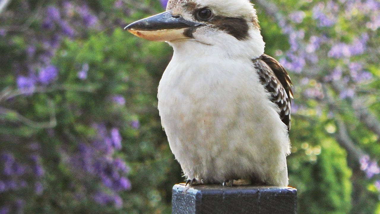 Photo of Others in Maleny