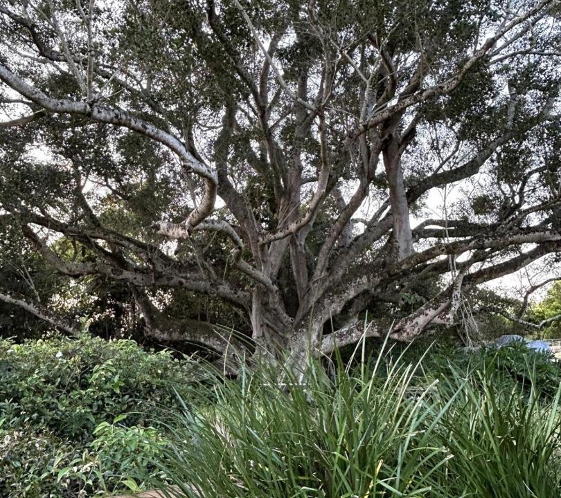 Photo of Others in Eumundi