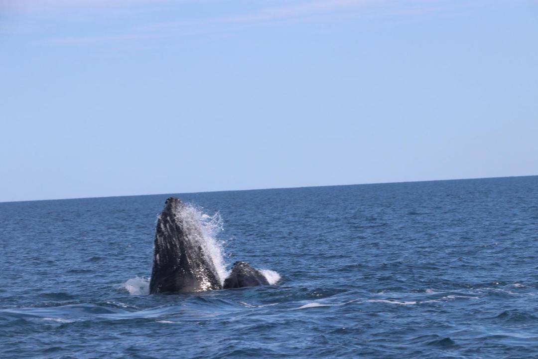 Photo of Others in Kingfisher Bay