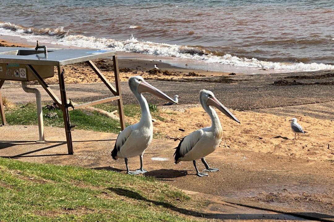 Photo of Others in Collaroy