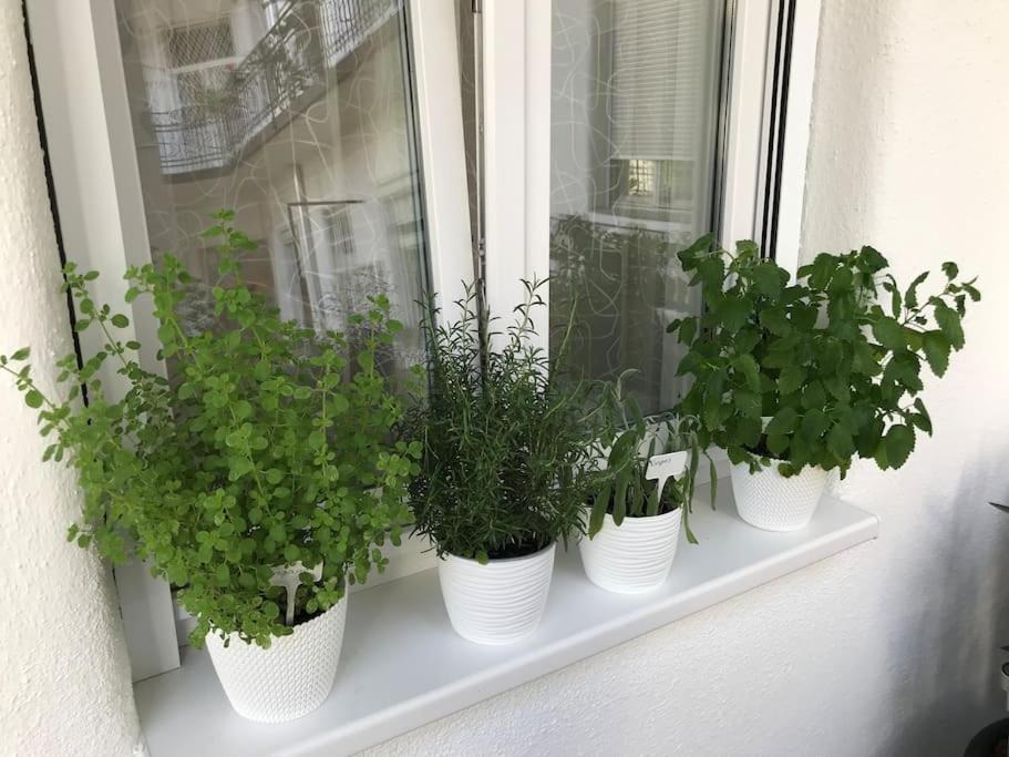 Photo of Others in Istvanmezo