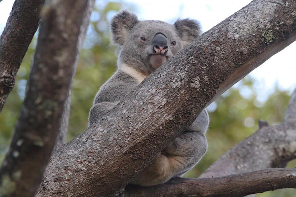 Photo of Others in Kingaroy