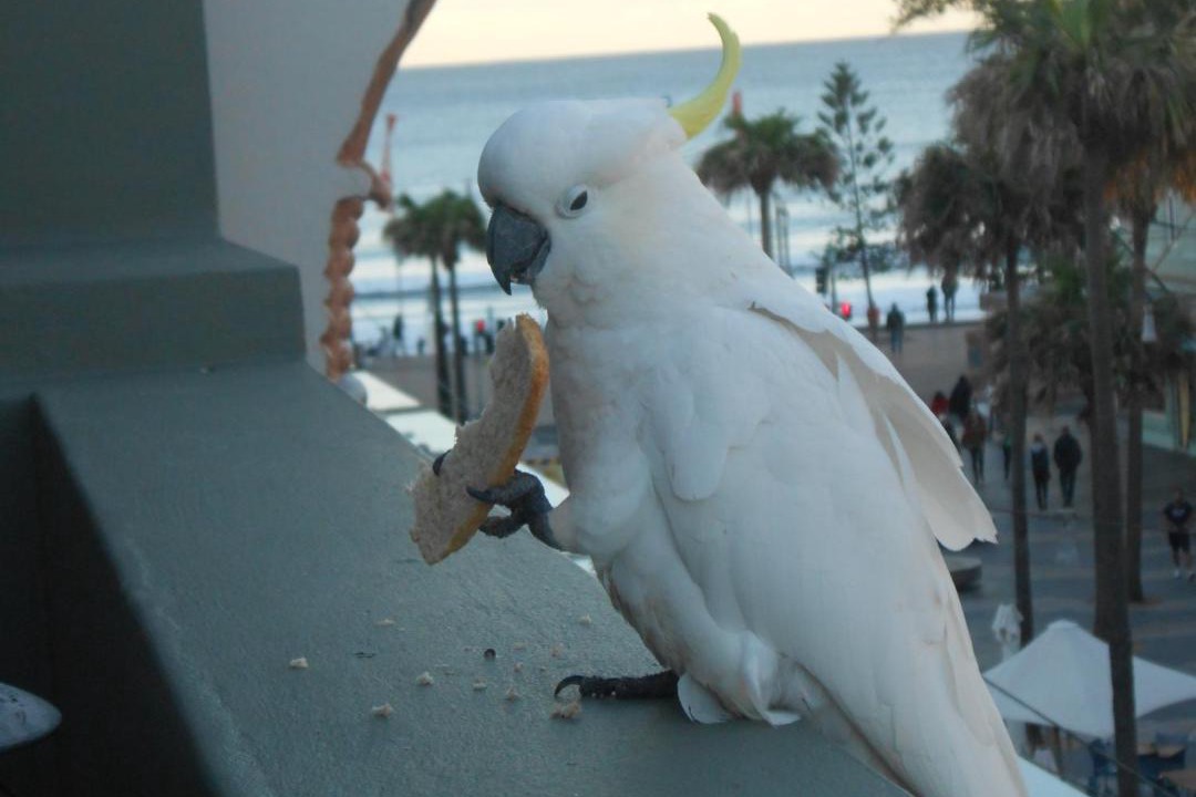 Photo of Others in Manly