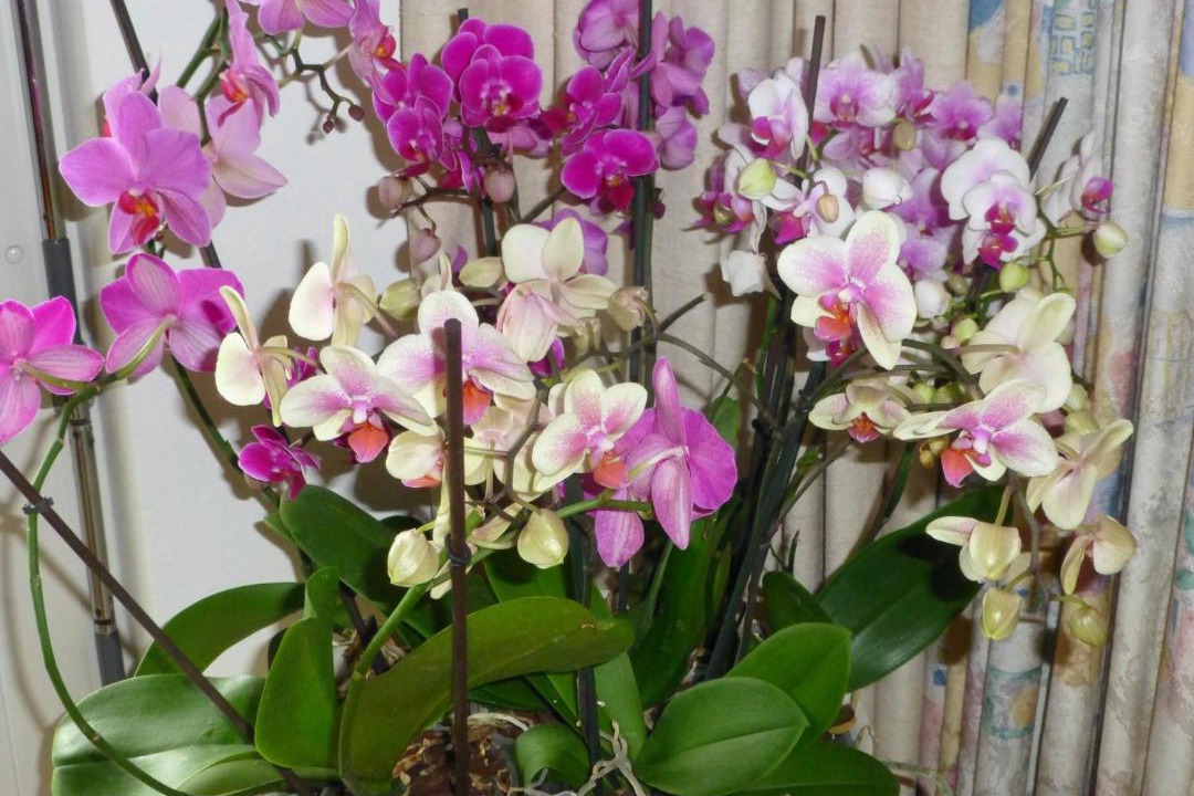 Photo of Others in Muttenz